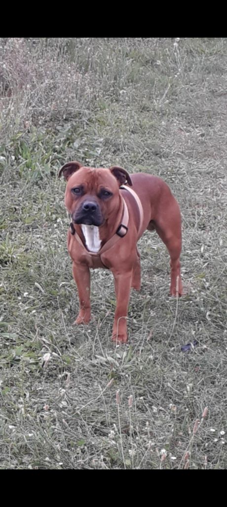 Mon chien Karismatikstaffi